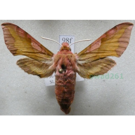 Deilephila porcellus (Linnaeus, 1758) Zmrocznik pazik Slovakia98f